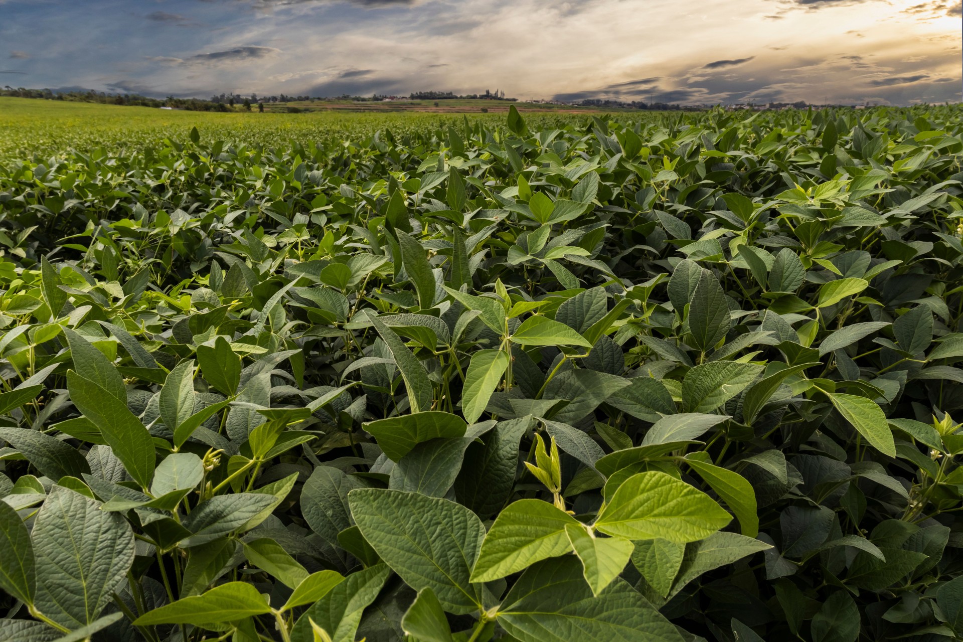 Sunset sky and green soybean plantation in the rural area