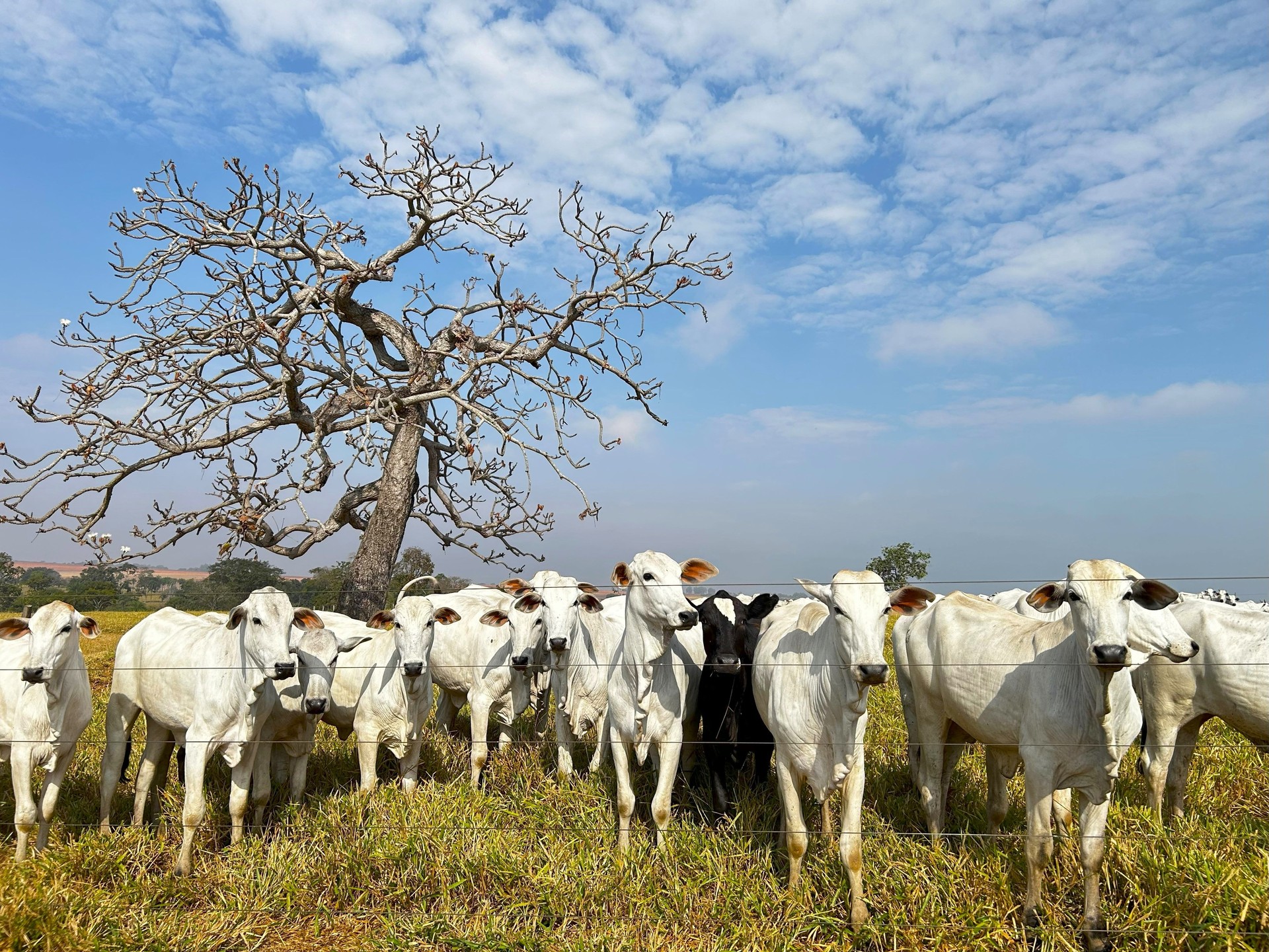 Beautifull aerial image of nellore intensive beef cattle on tropical climate. High intensive grass project on Brazil