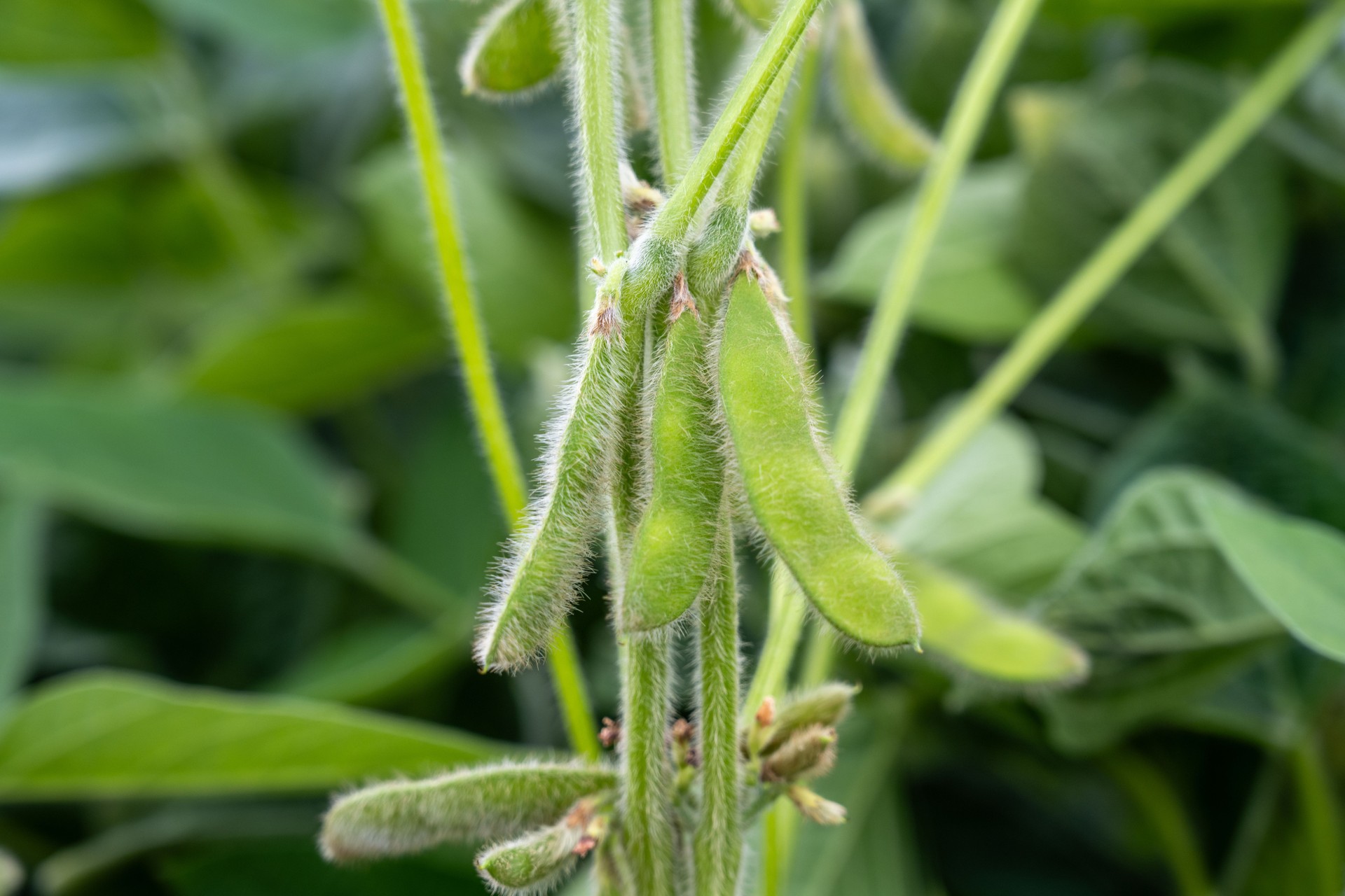 Green soybean pods